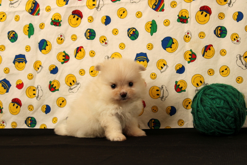 puppy, for, sale, Pomeranian, Matthew B. Stoltzfus, dog, breeder, Gap, PA, dog-breeder, puppy-for-sale, forsale, nearby, find, puppyfind, locator, puppylocator, aca